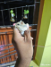 Russian Dwarf Hamster